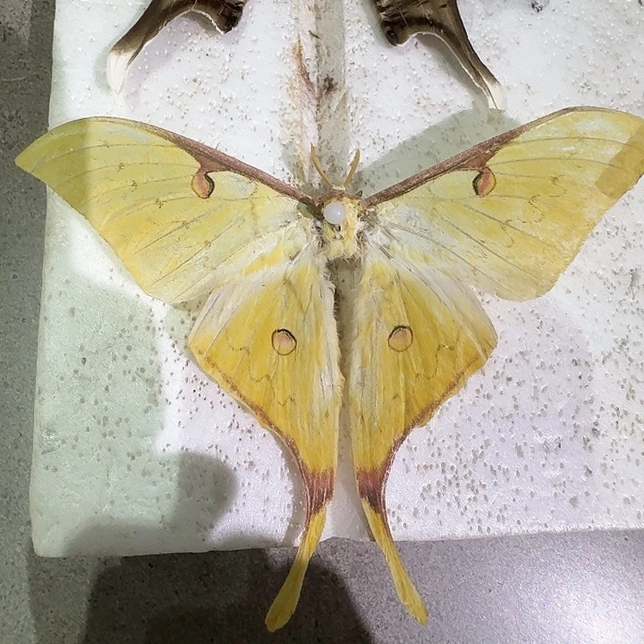 华伟大蚕蛾压棉发货