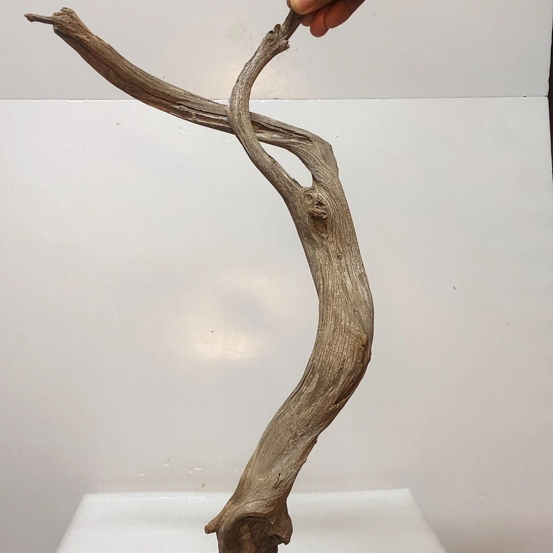 柏木（崖柏）小*崖柏