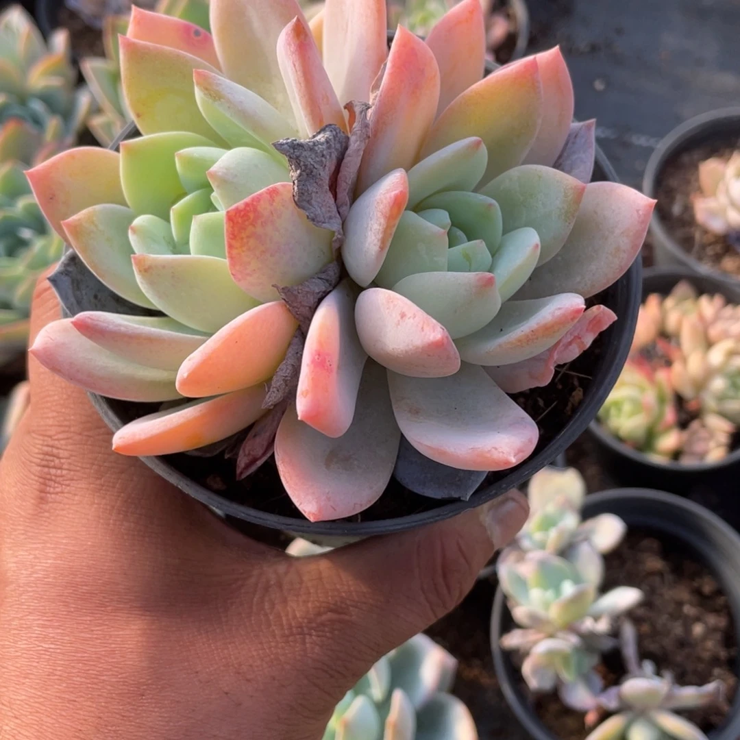 1704  凤橙  六月六