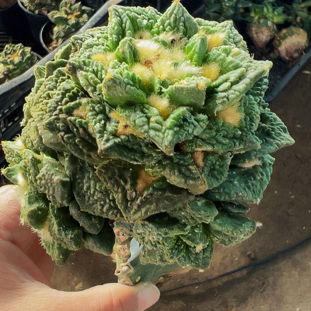 无花朵龟甲牡丹群703