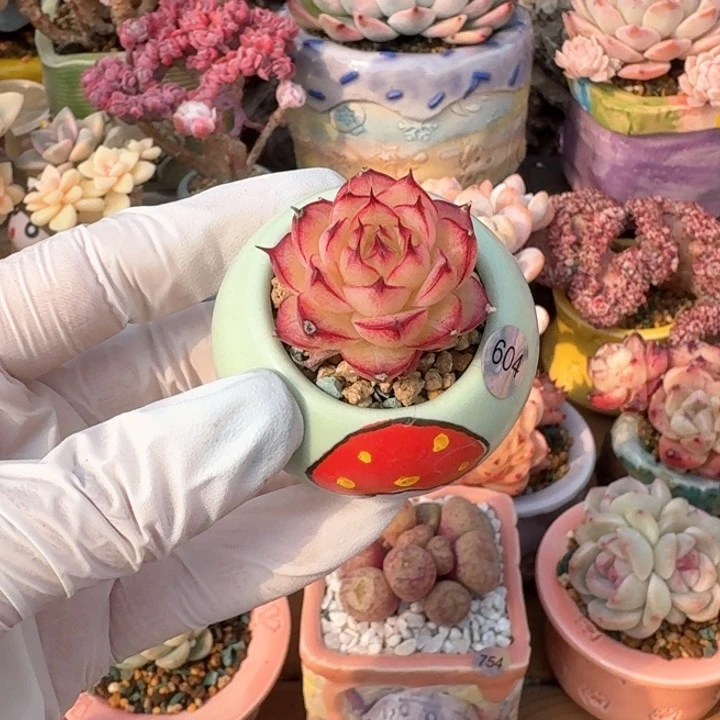 604 多肉含盆土 30元 除偏远地区