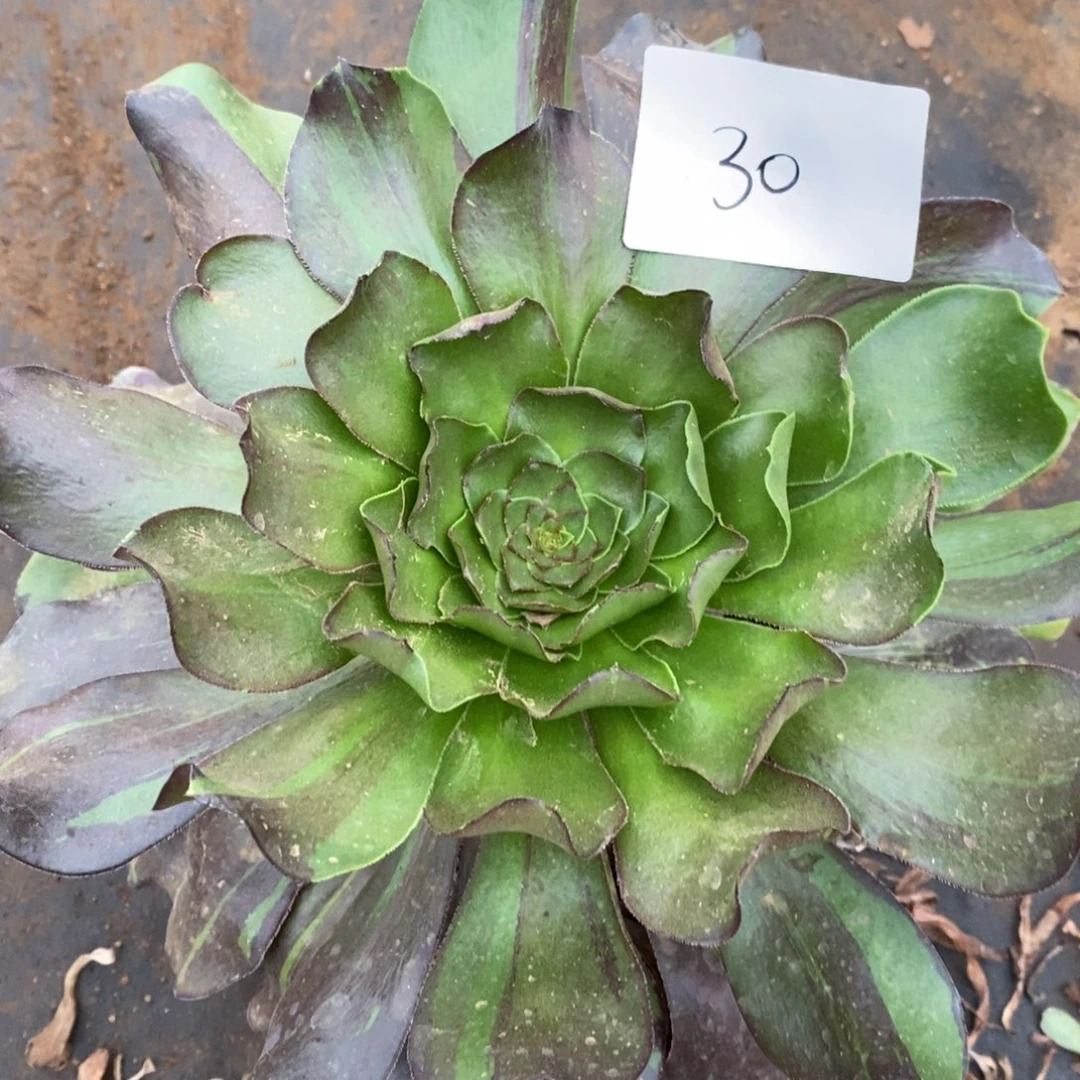 30花斑鹿多肉植物