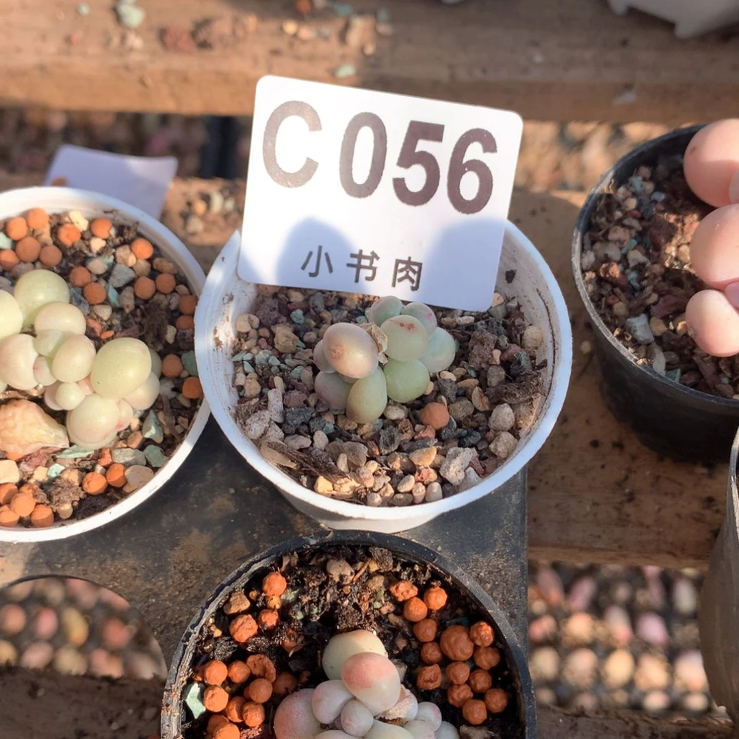 萤火虫萤火虫056