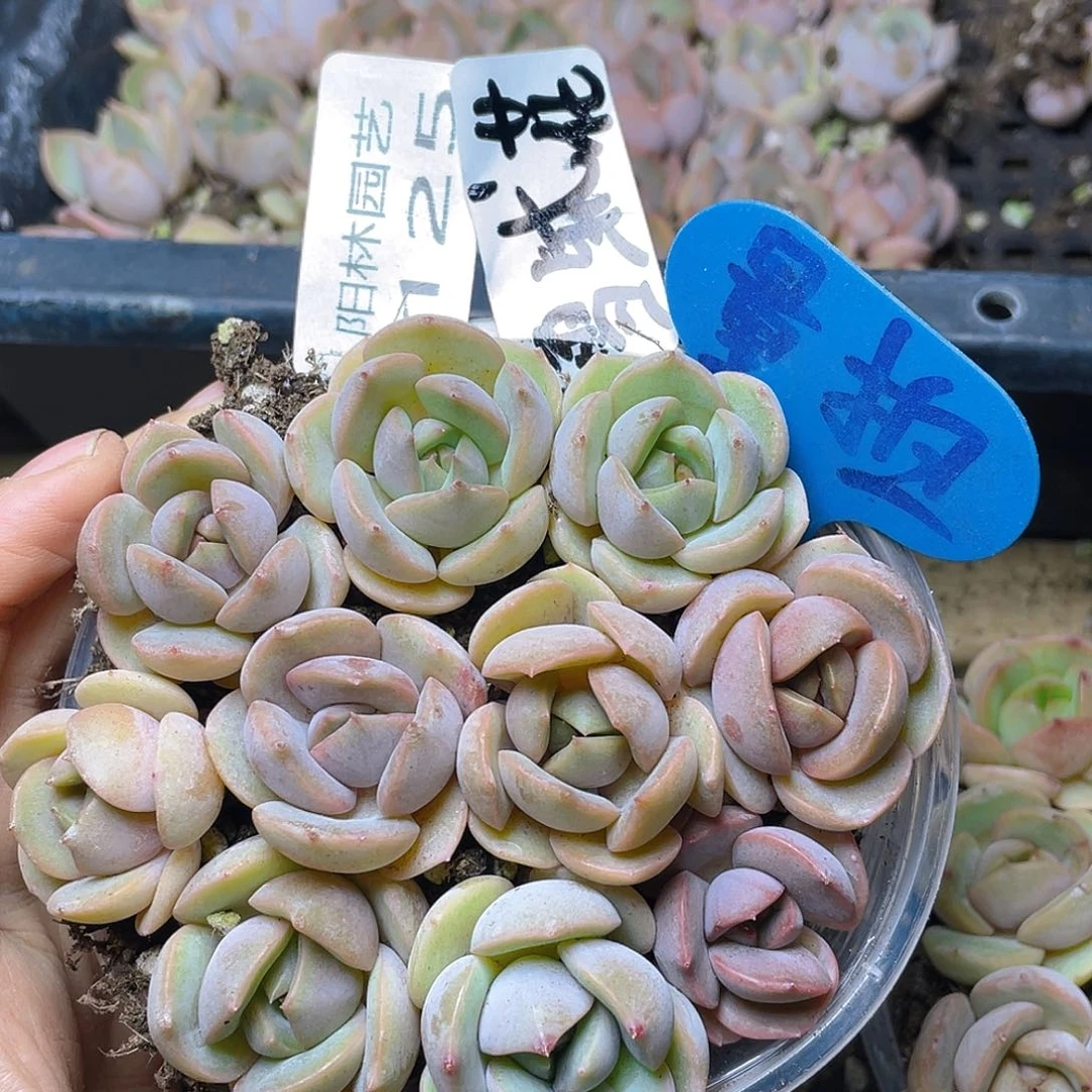 量拍多肉植物多肉植物125