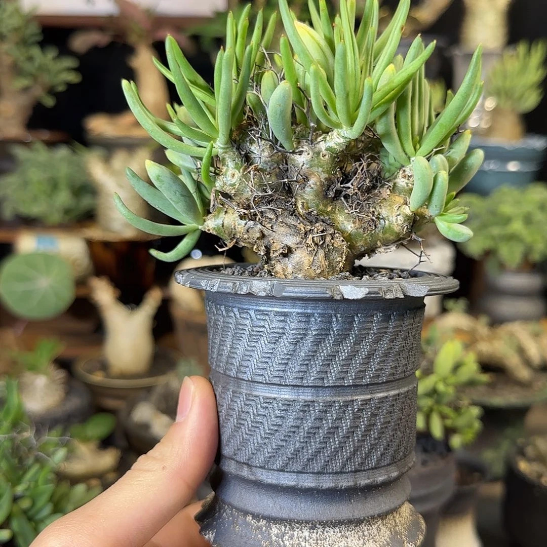 一物一拍万物想奇峰锦610