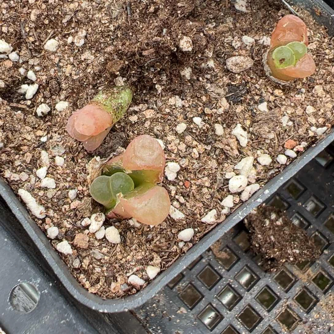 4-75量拍鲑鱼粉风铃小苗一颗