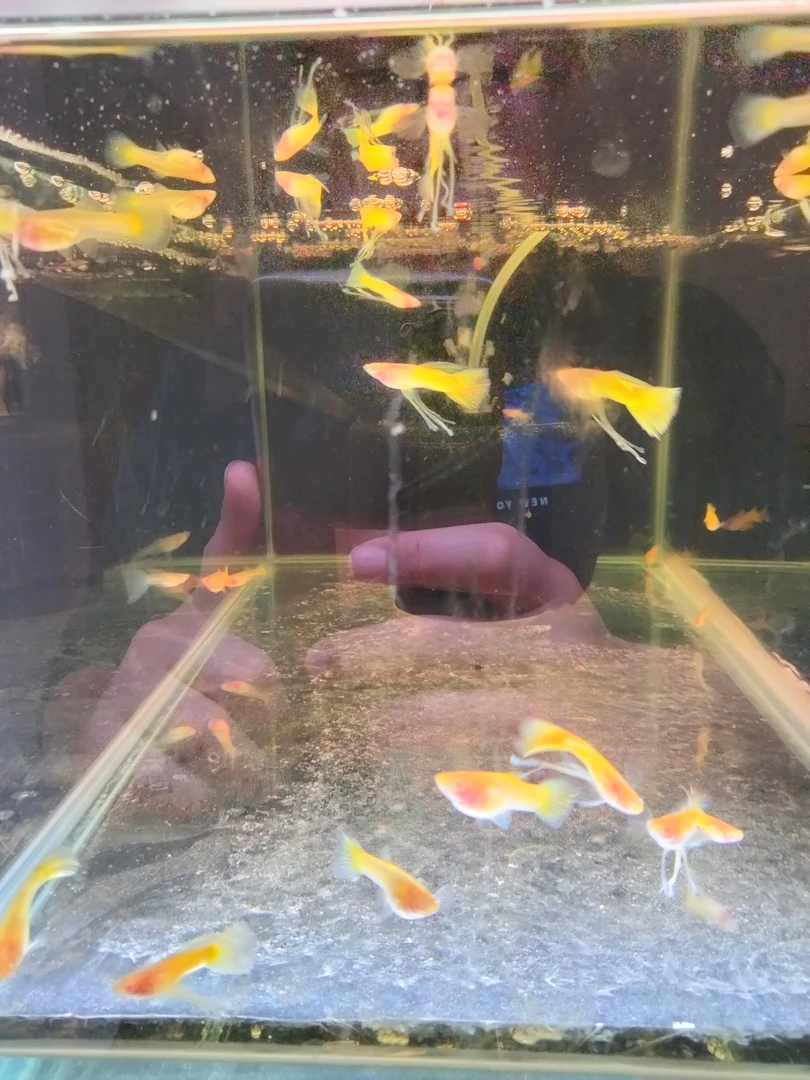黄金玻璃体孔雀鱼两个半月（入缸后不包损）