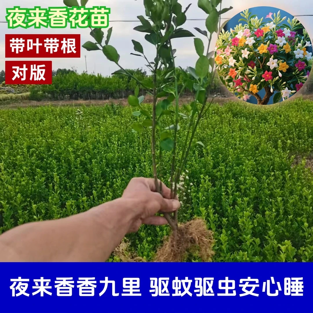 【驱蚊】夜来香花苗绿植盆栽多年生庭院四季易活浓香型花卉植物