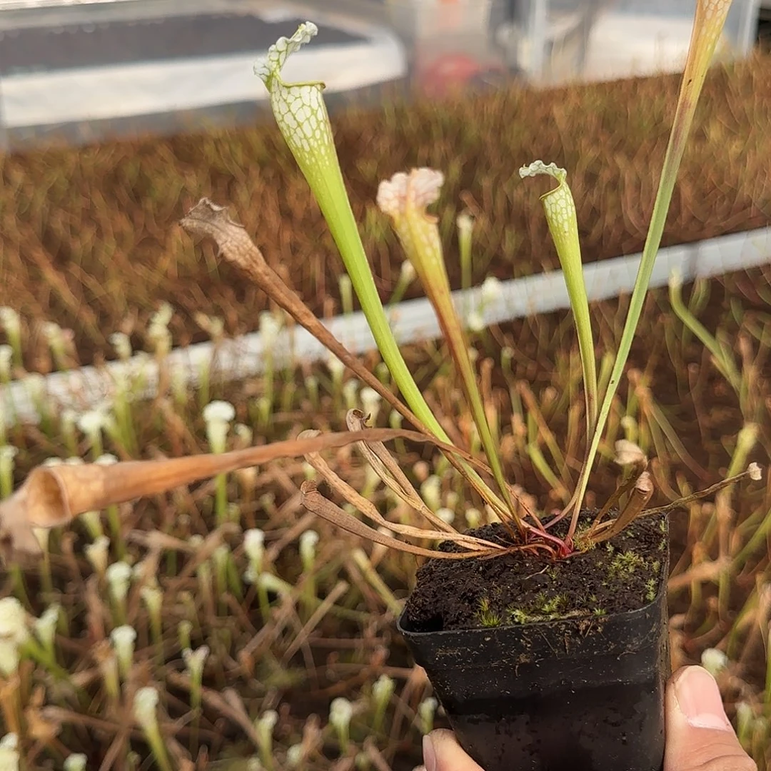 清***粥无花朵白飓风瓶子