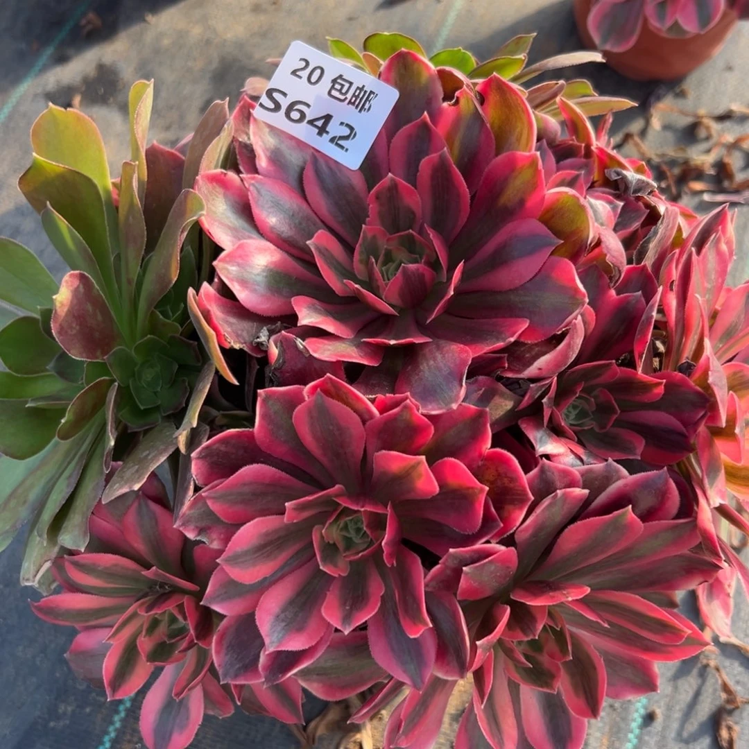 642女妖，满20包邮