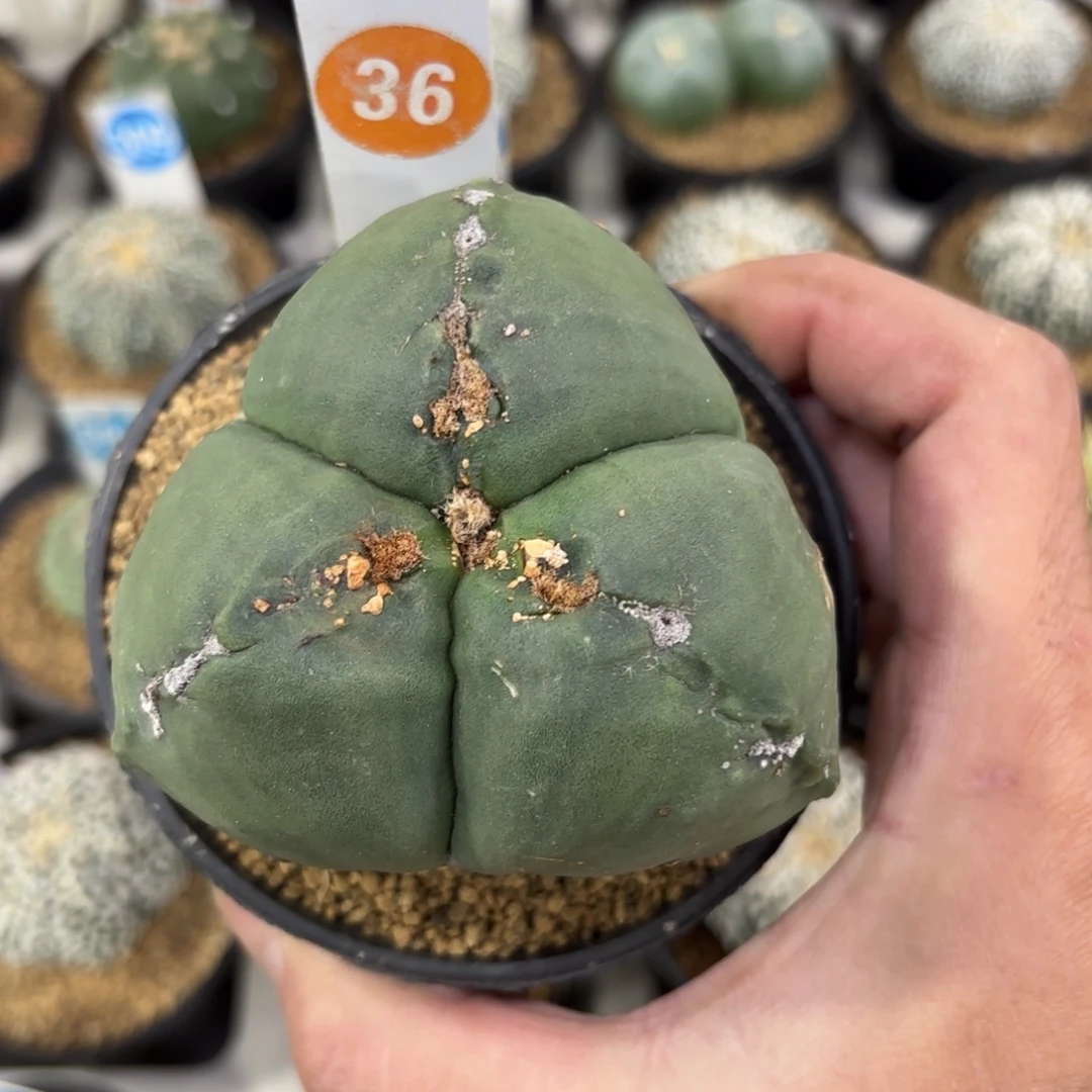 36实生三角鸾凤玉带盆