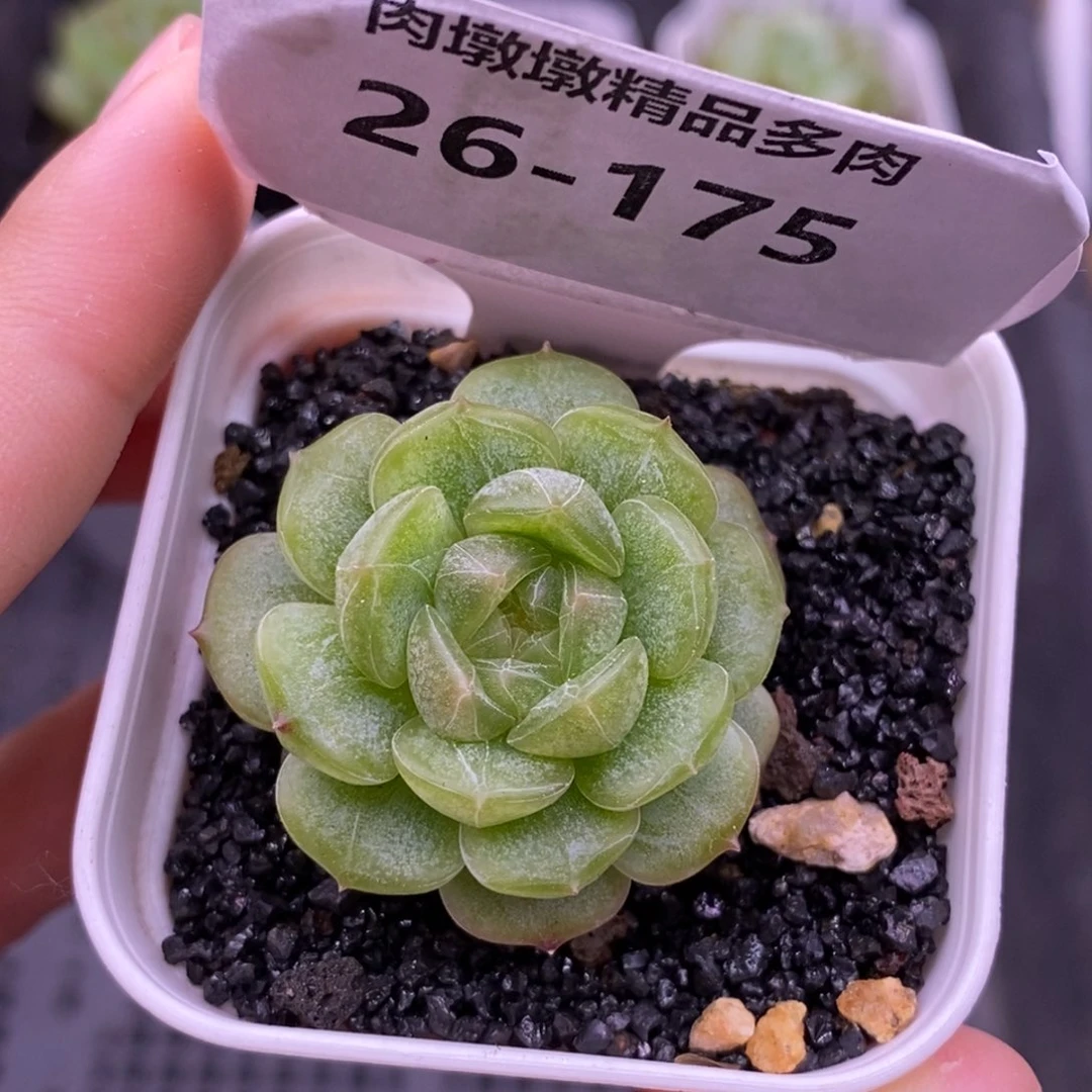 【闪购商品】26-175白恋