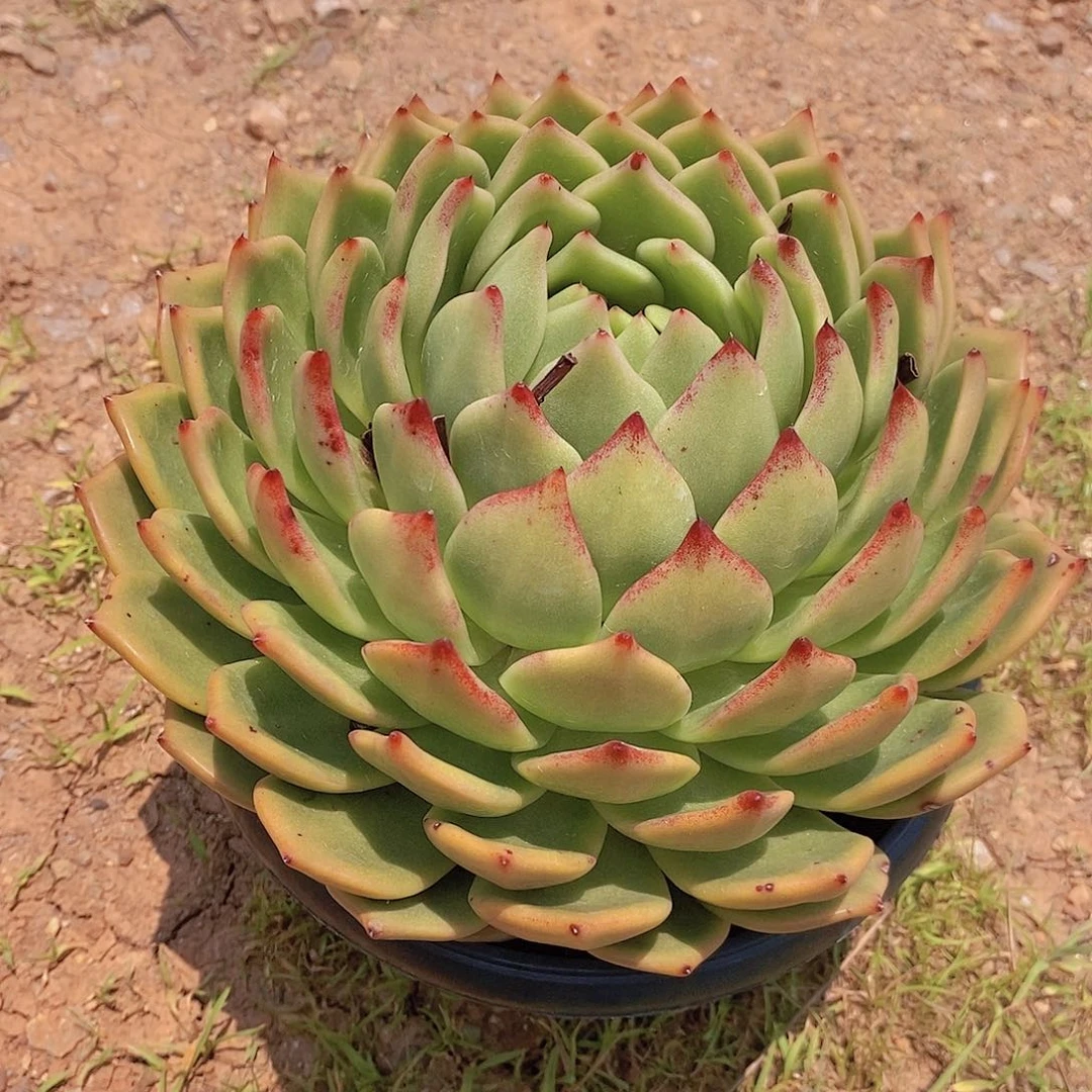 多肉植物龙系包子