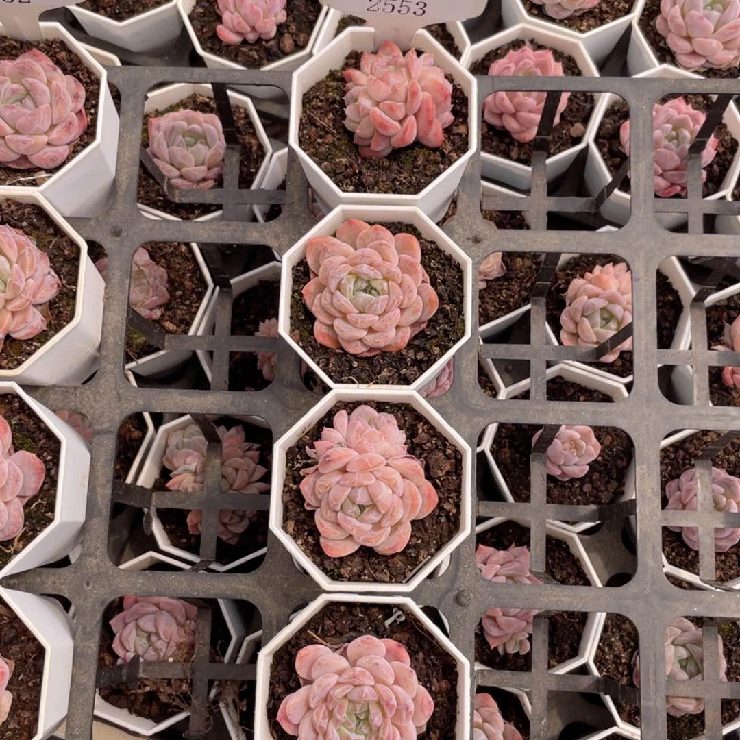 薇薇安园艺多肉2553