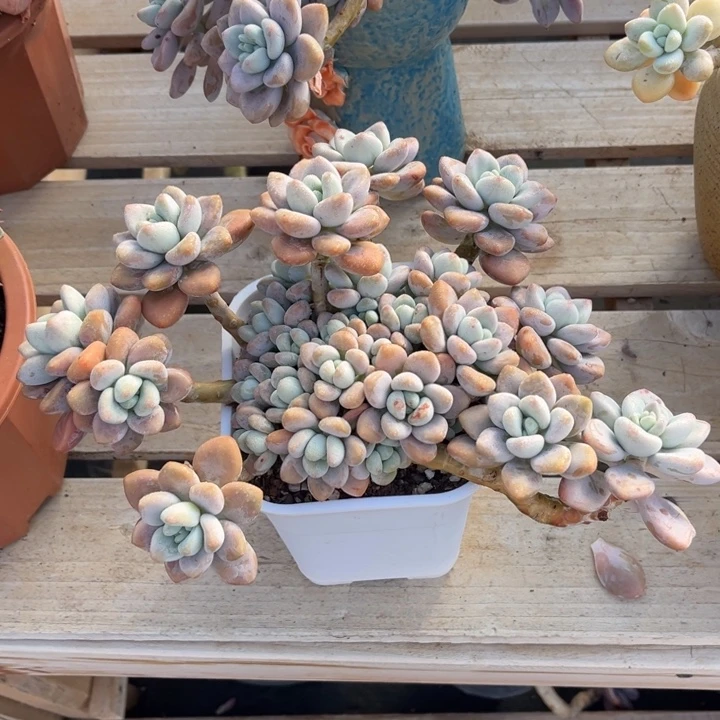 红洛神多肉植物8117