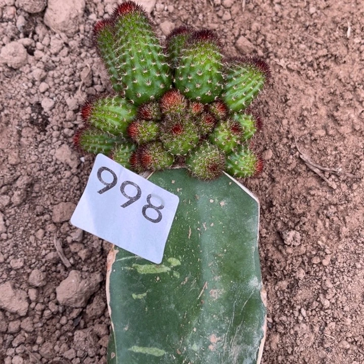 橙^_^花金妞^_^^_^998