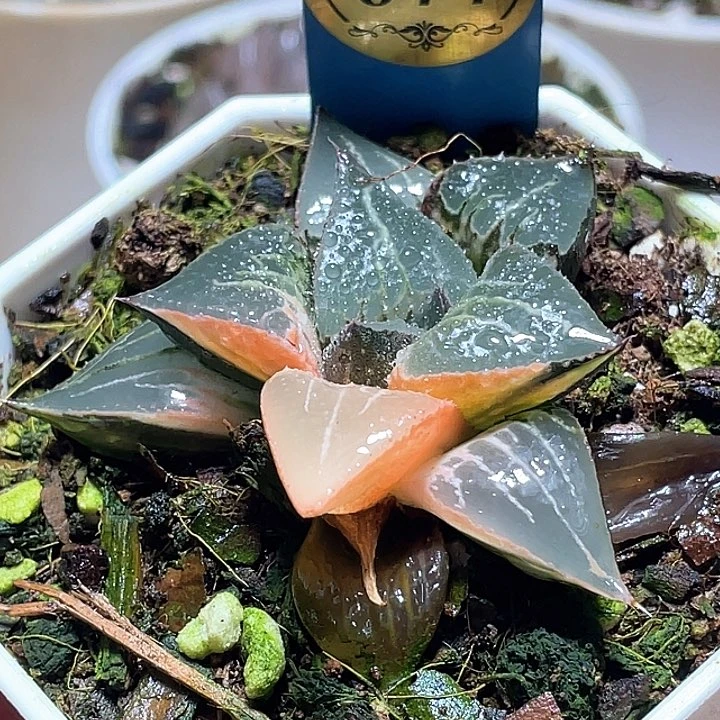 677酒吞錦一物一拍