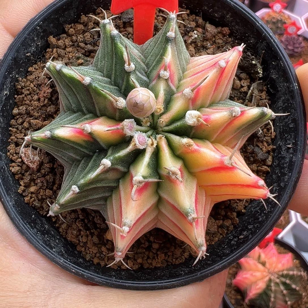 160-肋骨锦带盆土发货5.4厘米花苞不售后