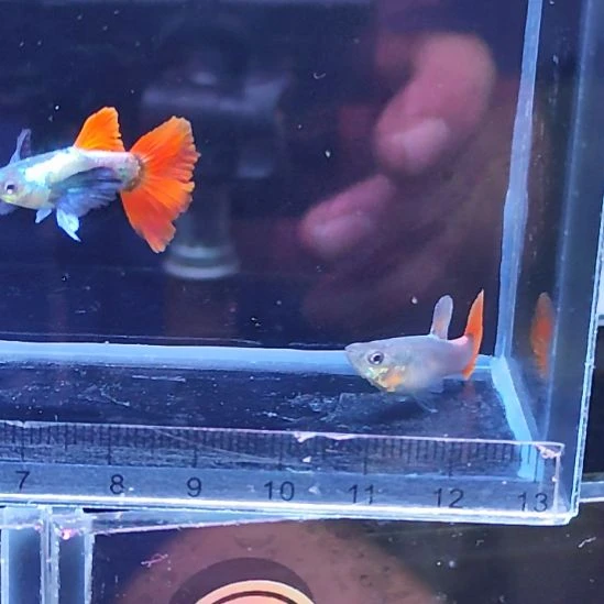 孔雀鱼11白金象耳一对