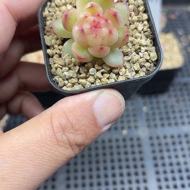 49号单头玲珑冰心多肉