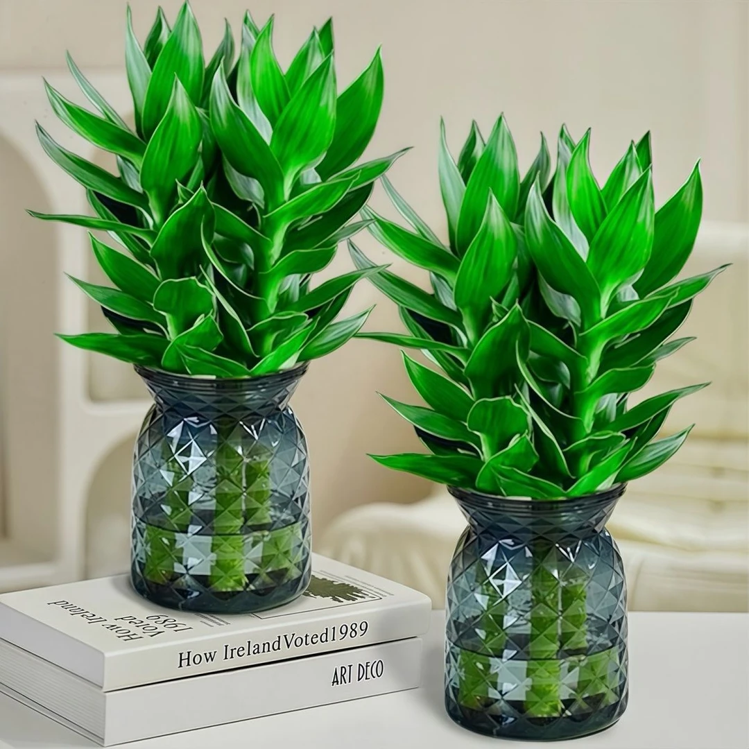 【买一送一】观音竹水培绿植四季绿色桌面盆景盆栽轻奢烟灰树脂盆