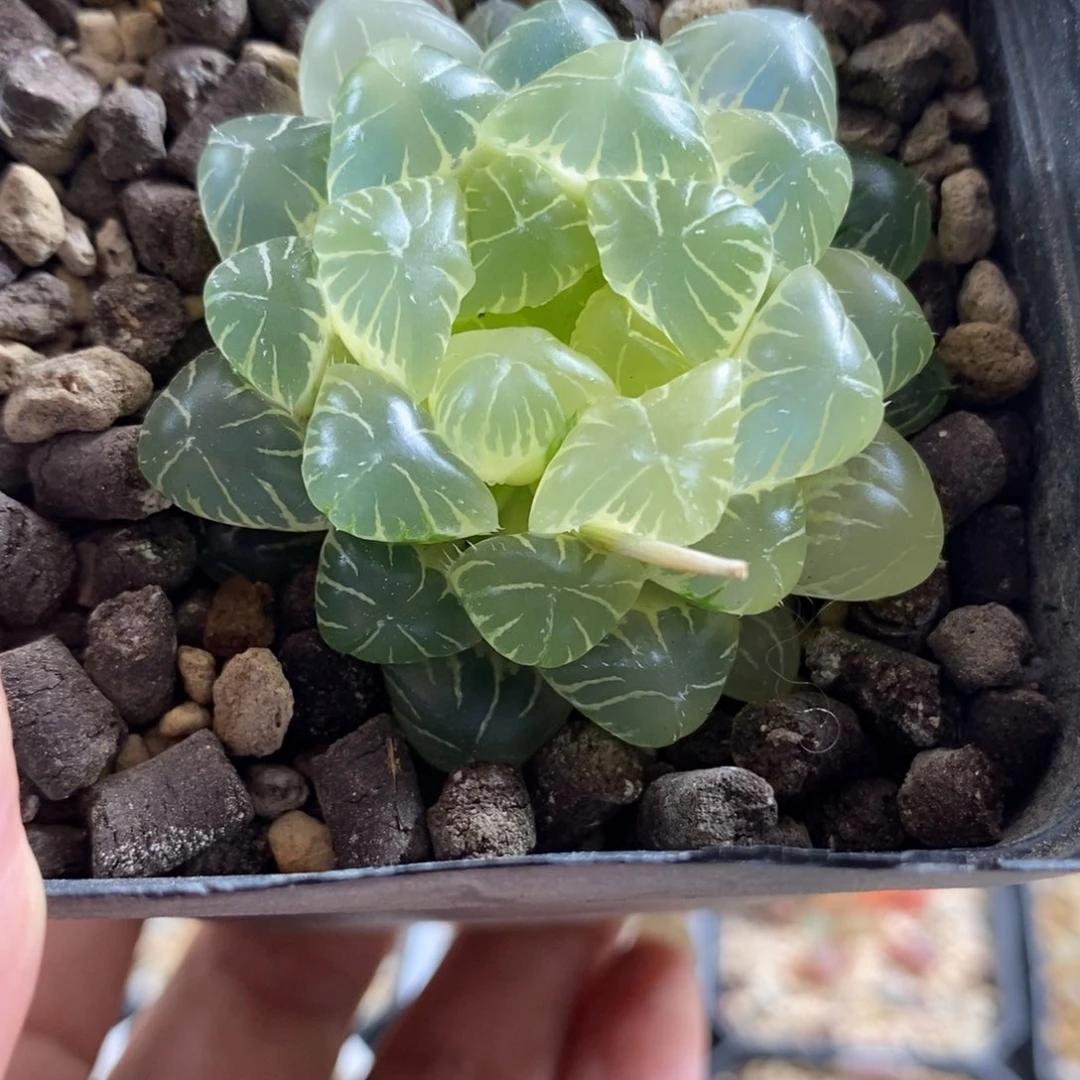 咪*58湖水玉露锦一物一拍