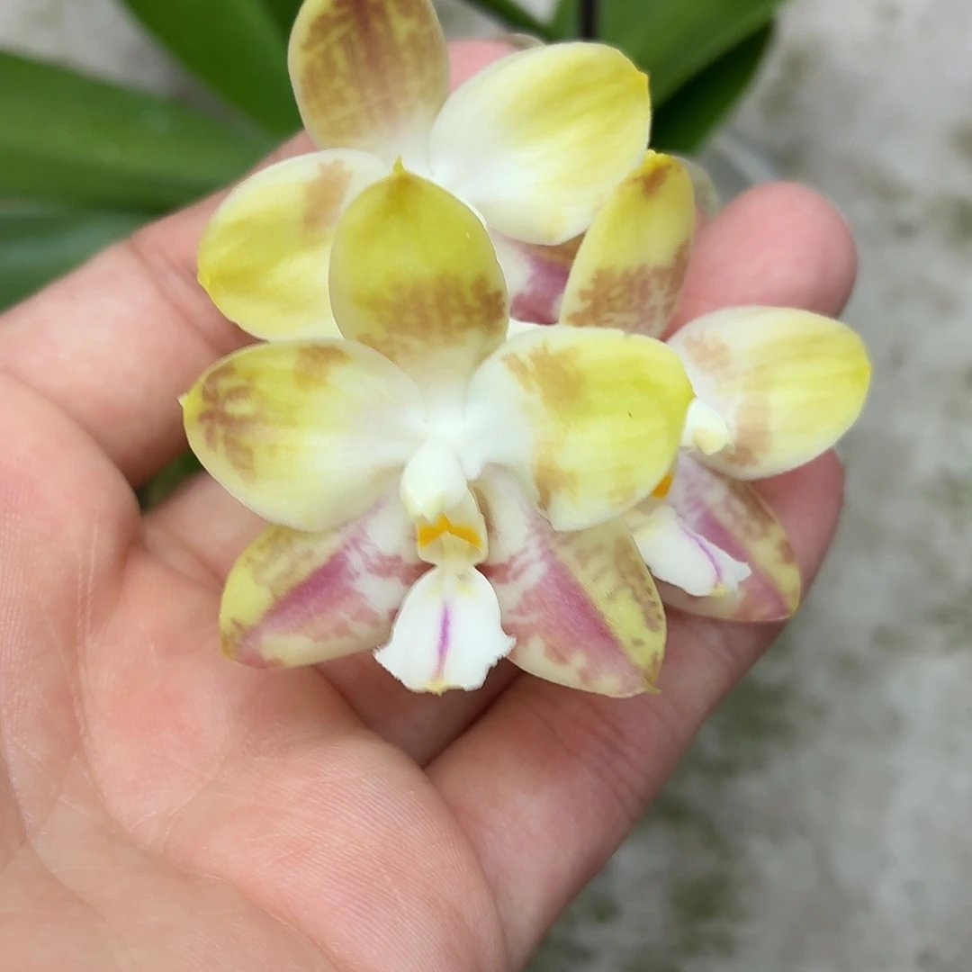 当前无花朵，栽培后可花朵A064yss1169