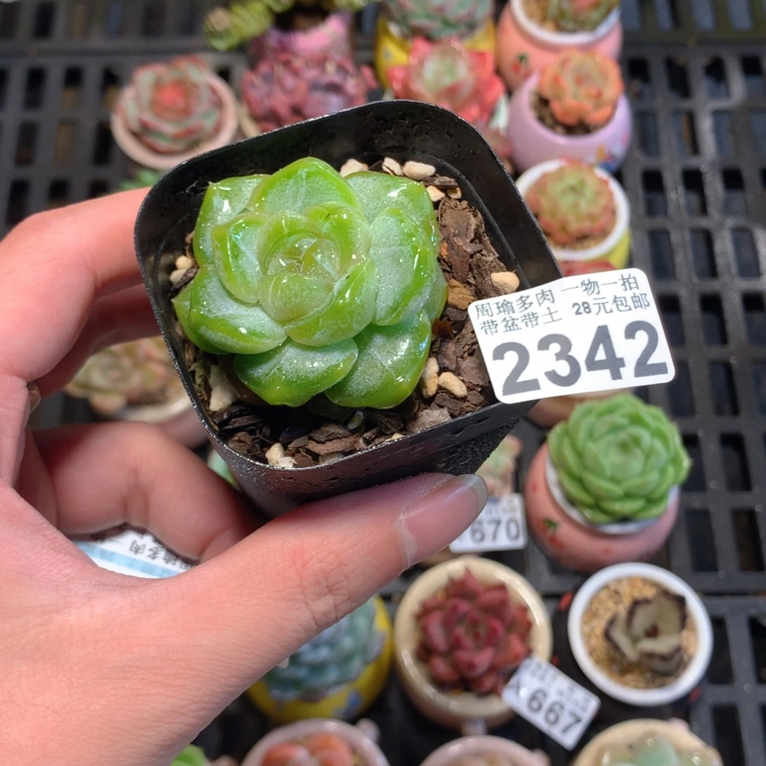 5厘米盆精控多肉2342