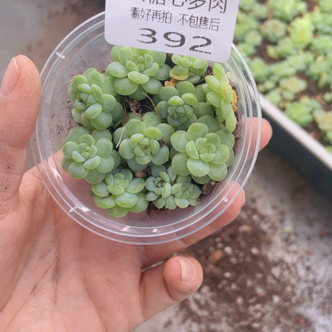 云糖心多肉植物392