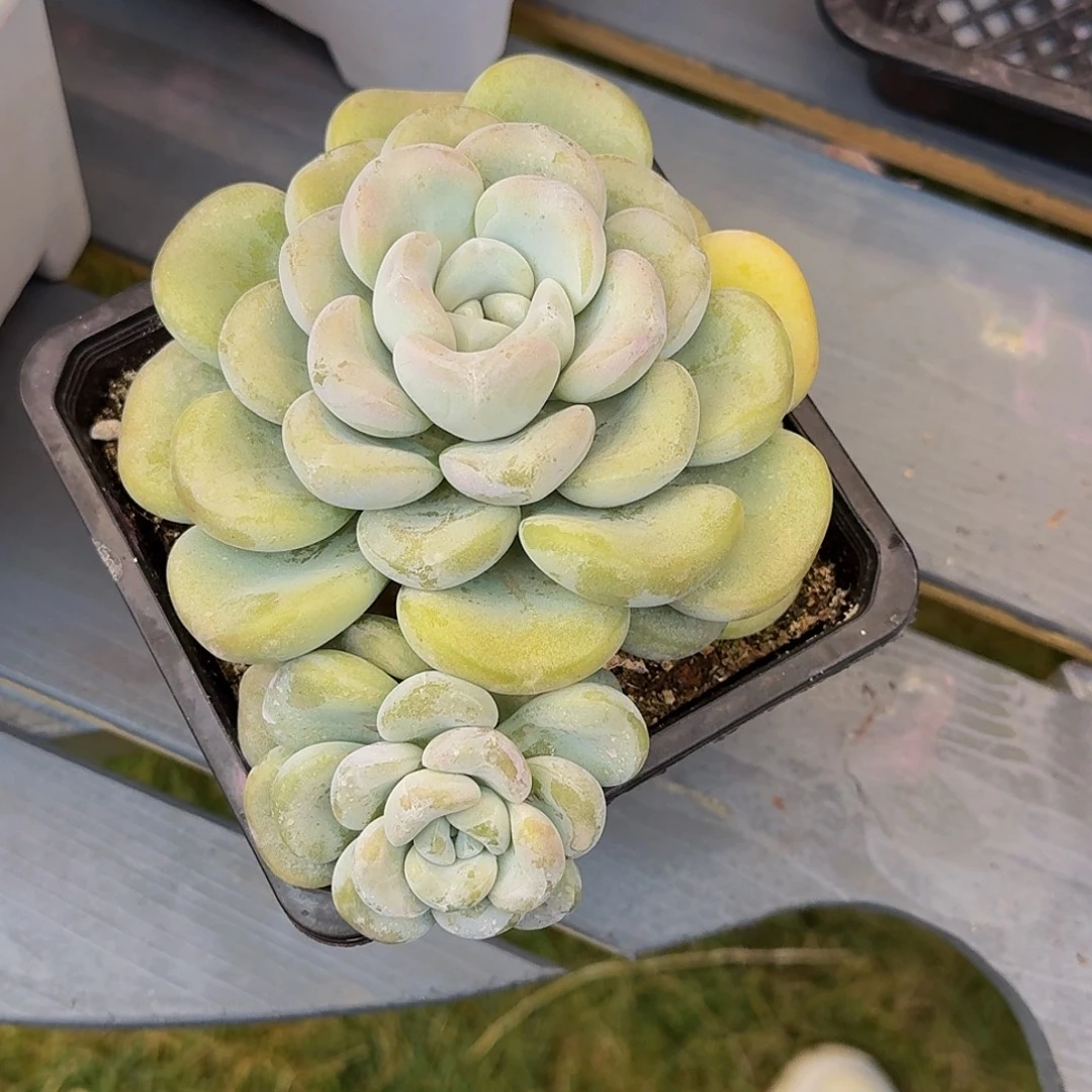 玉麒麟一颗竞拍价