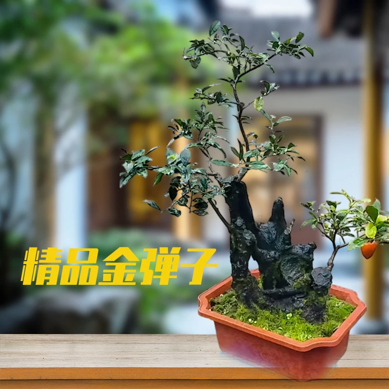 精品金弹子盆栽老根观赏