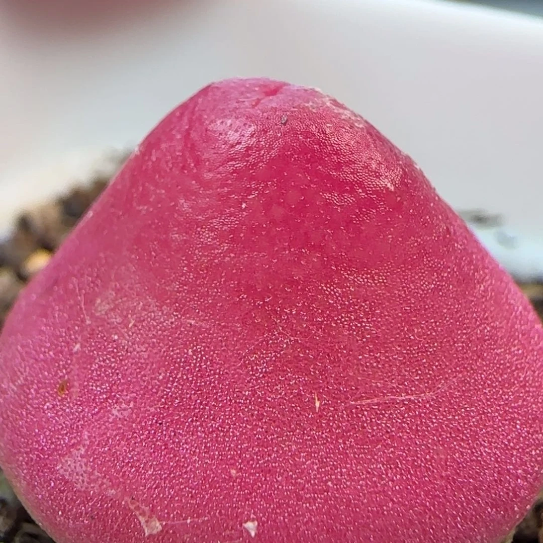 4.21.2/尺寸2.1/灯泡/