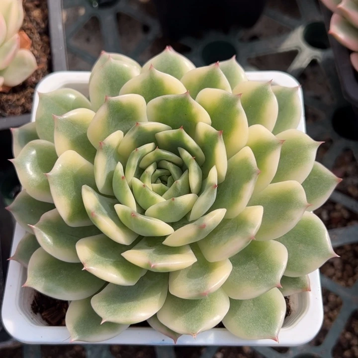 爱丽卡锦一物一拍锦龙