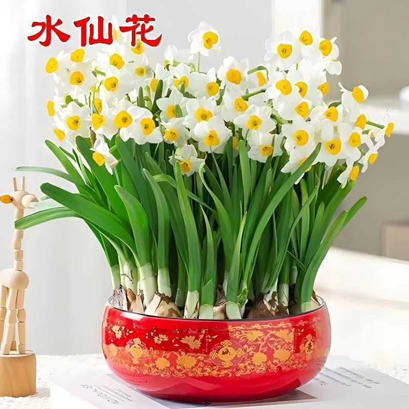 含盆水仙花球盆栽水养水培土培耐寒植物室内浓香观赏花卉水仙种球