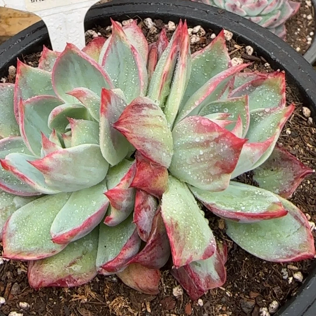 惊鸿一物一拍包装收缩花旱766