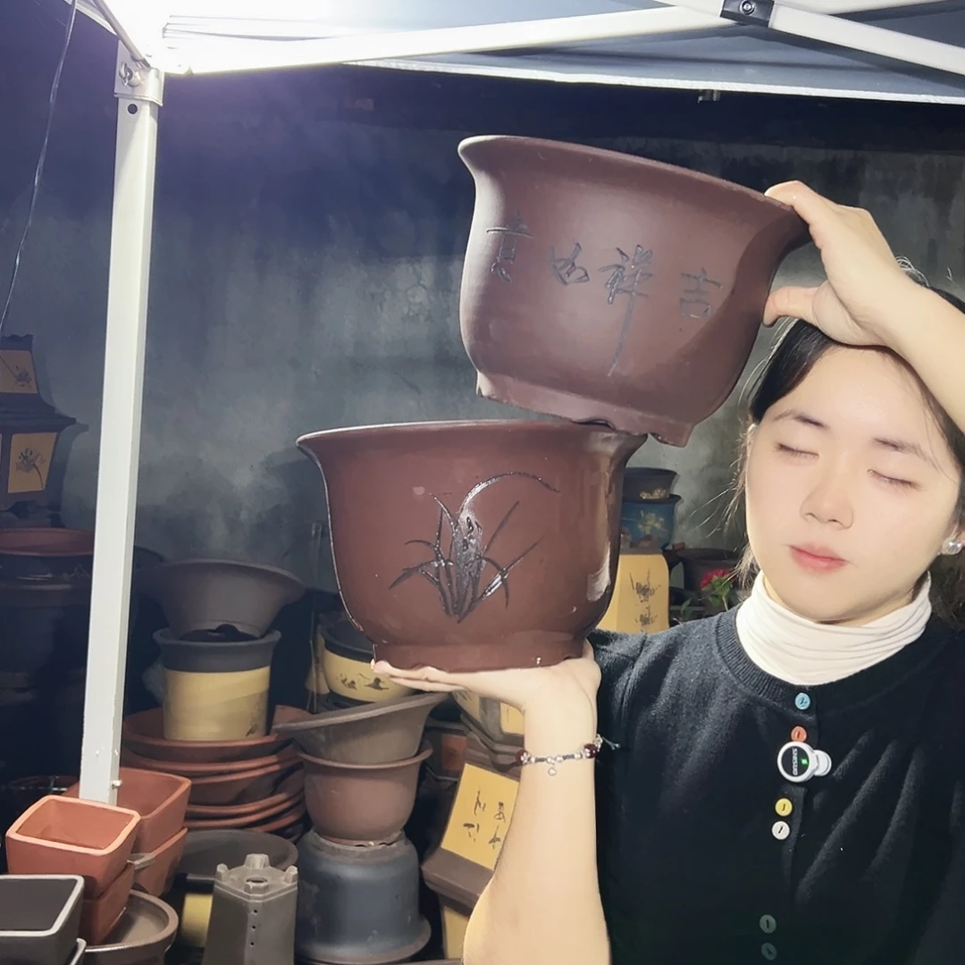 25+25平角金钟花盆花盆花盆