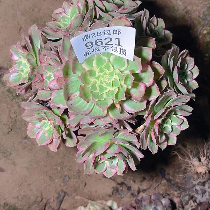 9621水蜜桃多肉植物