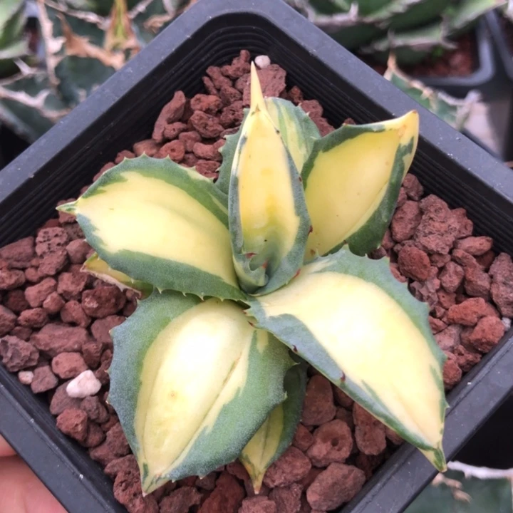 赤牙龙黄中斑龙舌兰