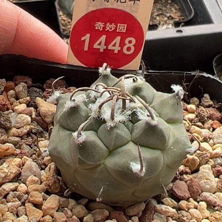 实生雪顶碳粗刺娇丽3.4cm