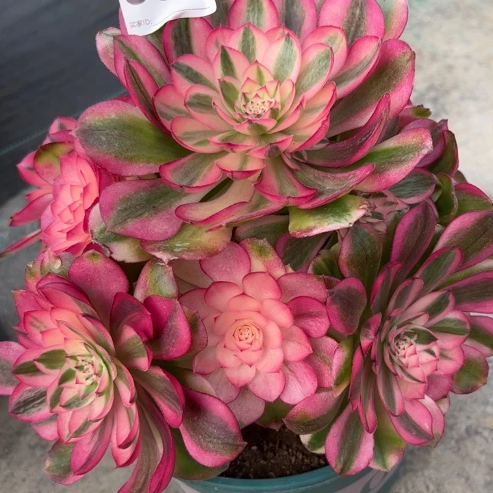 081荔枝23厘米左右