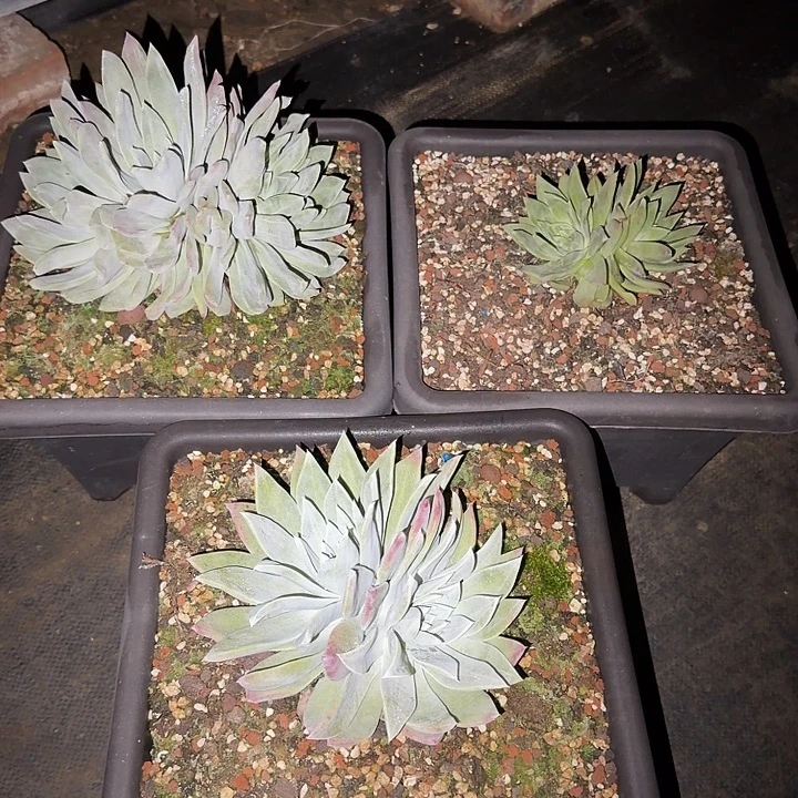 仙女杯新品多肉植物