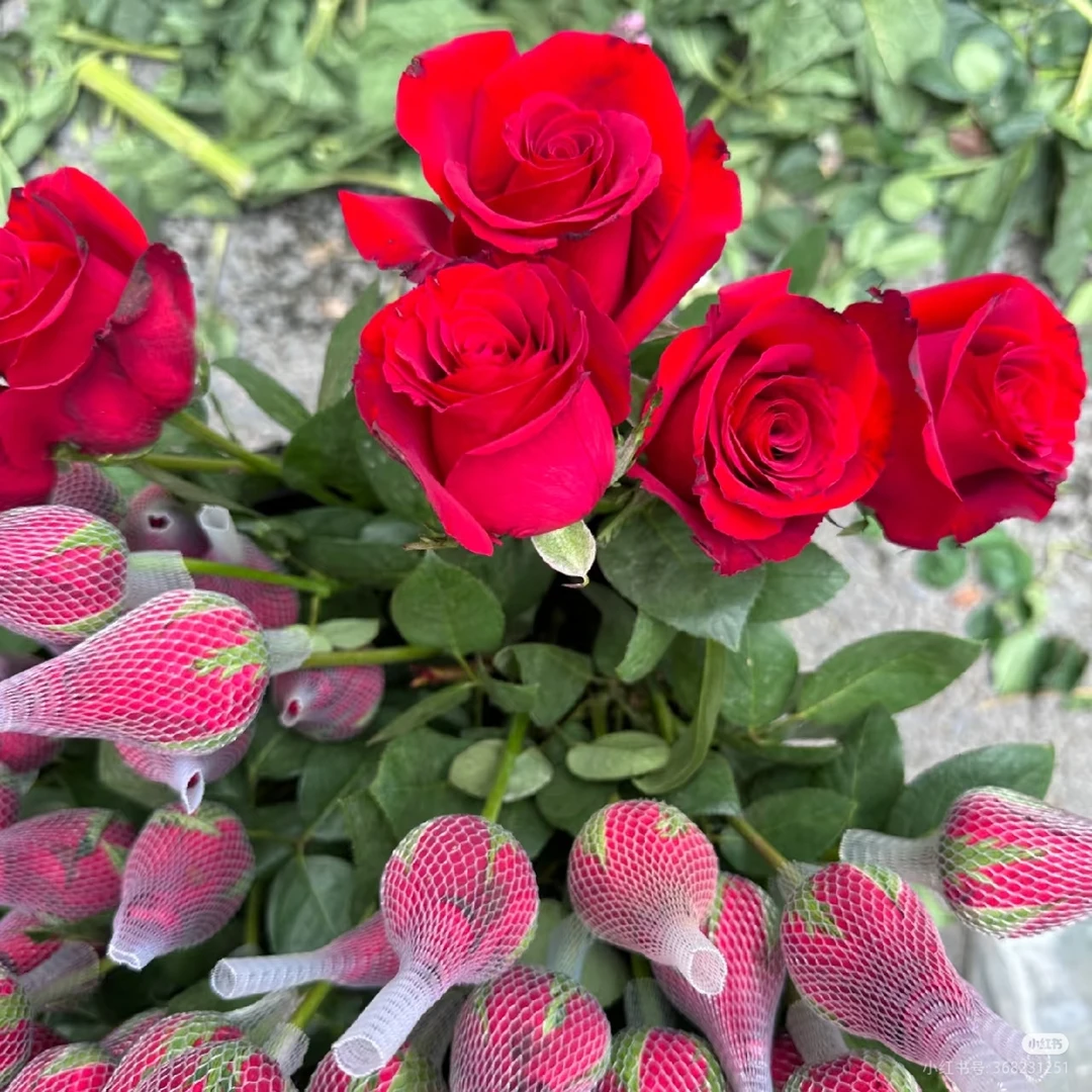 昆明卡罗拉/////