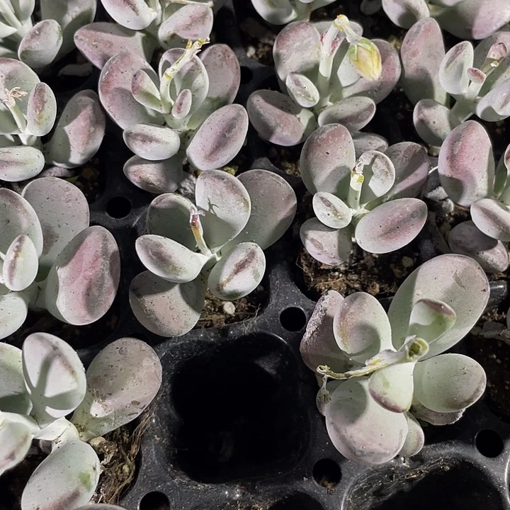小乒乓1元带土发