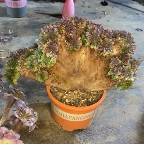 万缀多肉植物019