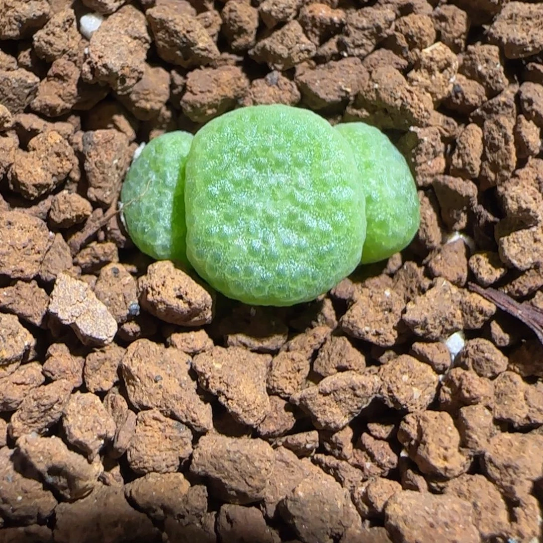 肉锥多肉植物组合-青团311