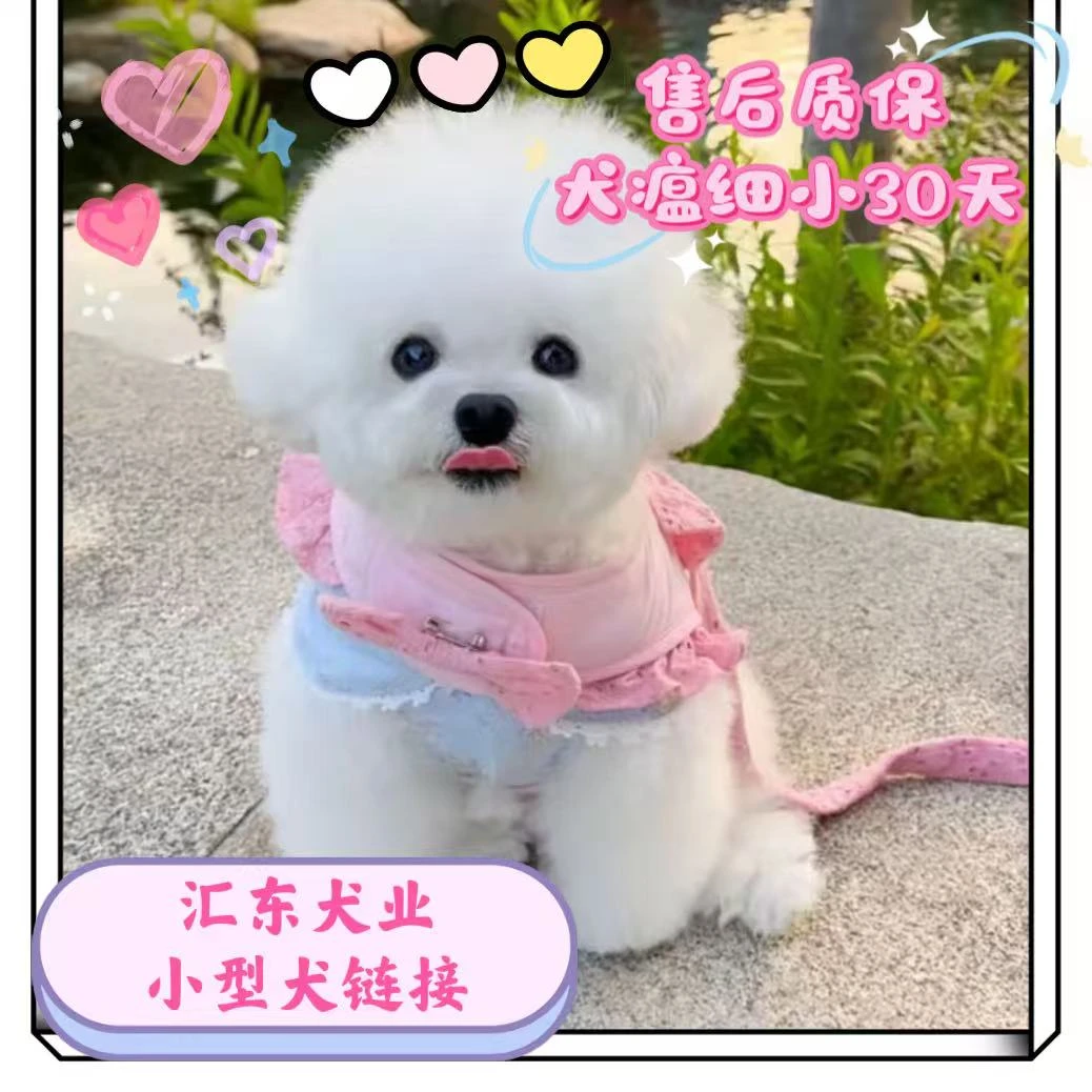 （汇东犬业）比熊 泰迪 泰迪熊 雪纳瑞 约克夏小型犬推荐品种直播间