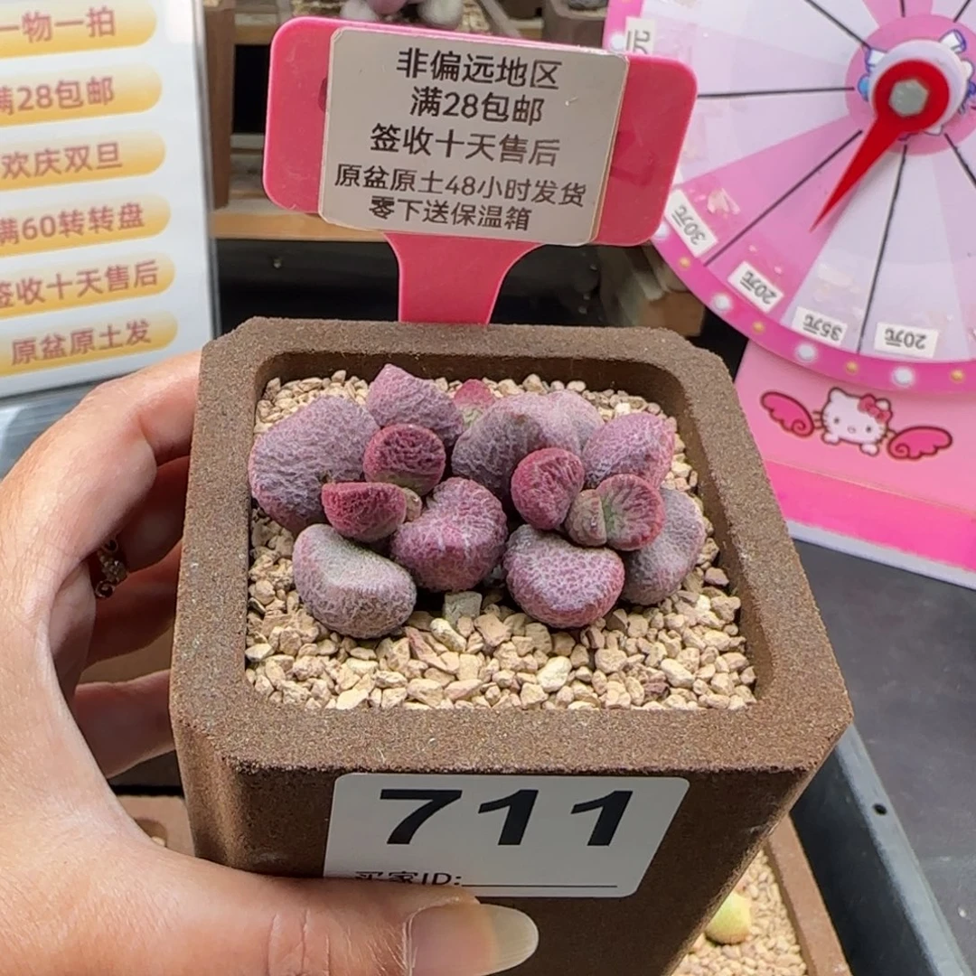 711夏娃多肉的植物