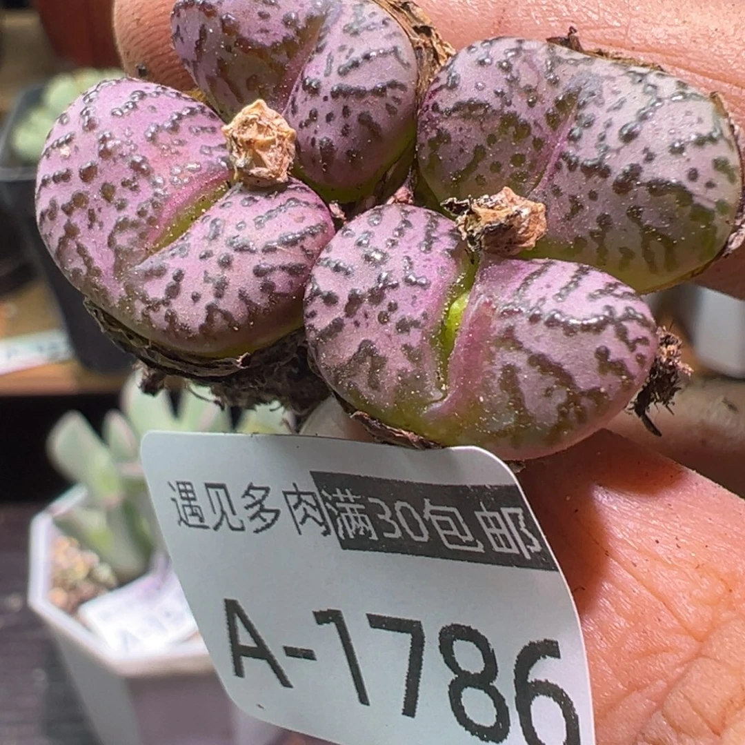 倔***猬多肉植物11111111111