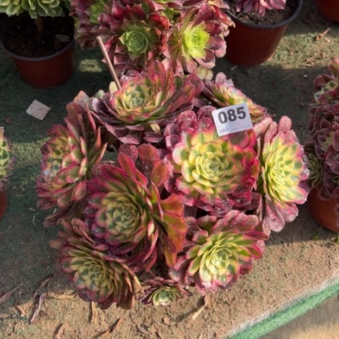 085维纳斯朵朵多肉，