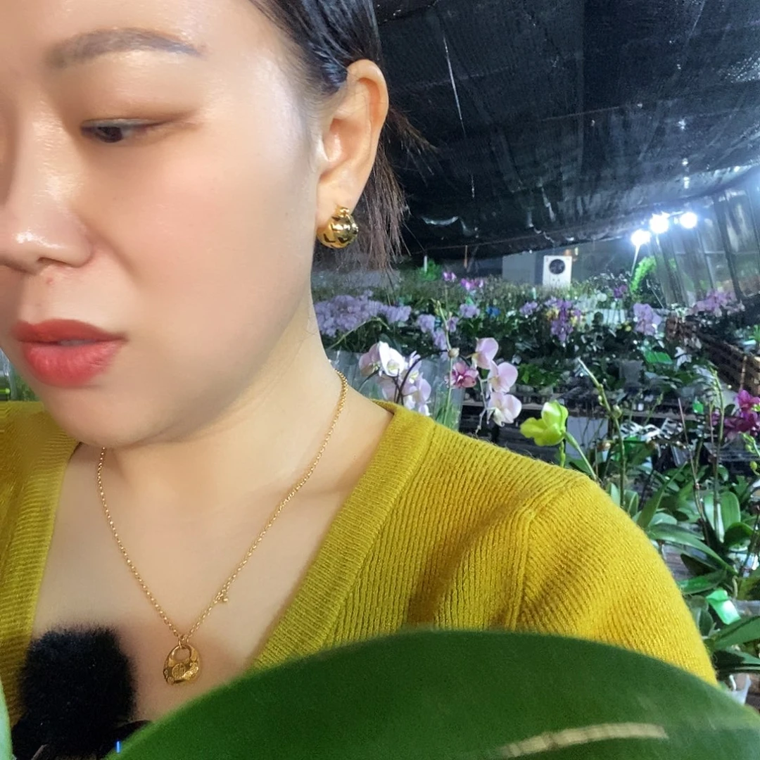 无花朵甜筒蝴蝶兰